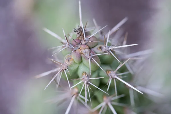 Blume im Garten — Stockfoto