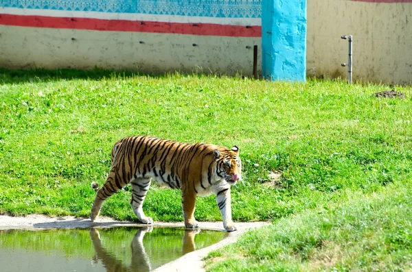 Tigre em um zoológico — Fotografia de Stock