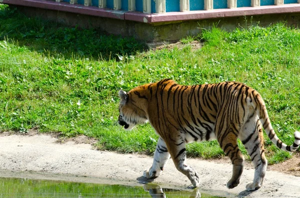 Tygr v zoo — Stock fotografie