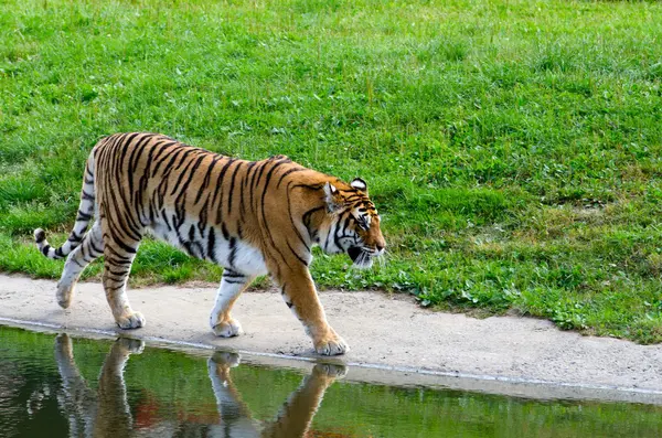 Tijger in een dierentuin — Stockfoto