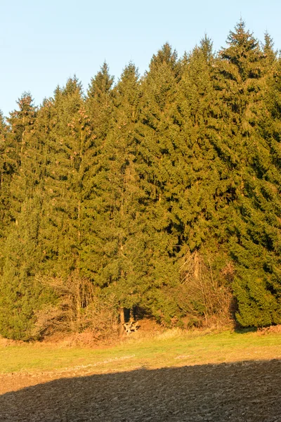 Jeleń w lesie. — Zdjęcie stockowe
