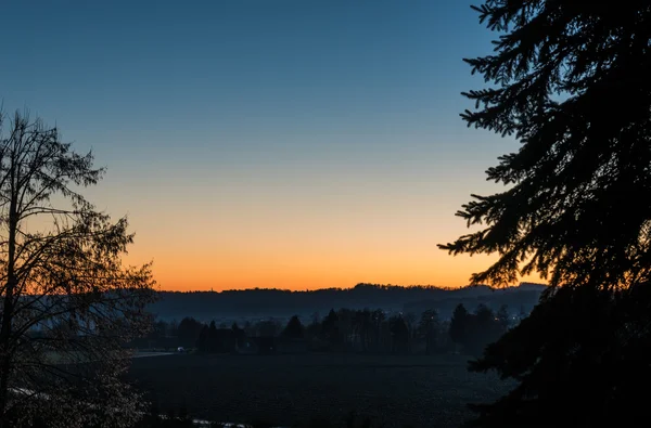 A tree in the sunset — Stock Photo, Image