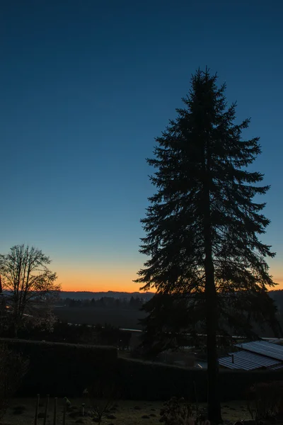 A tree in the sunset — Stock Photo, Image