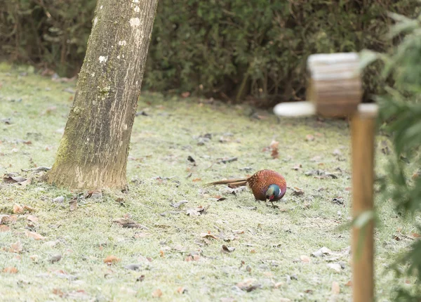 Een fazant in de tuin — Stockfoto