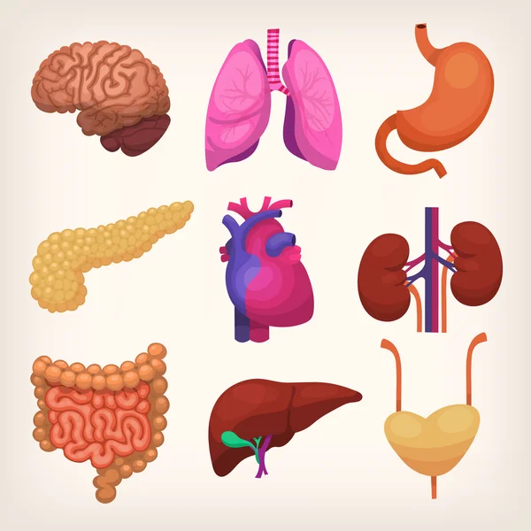 İnsan vücudu organlar — Stok Vektör