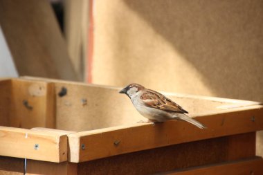 Ermenistan 'da hayvanların vahşi yaşamı