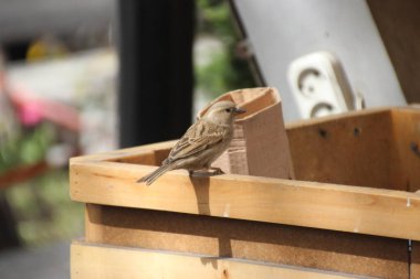 Ermenistan 'da hayvanların vahşi yaşamı