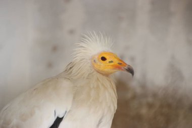 Ermenistan 'da hayvanların vahşi yaşamı