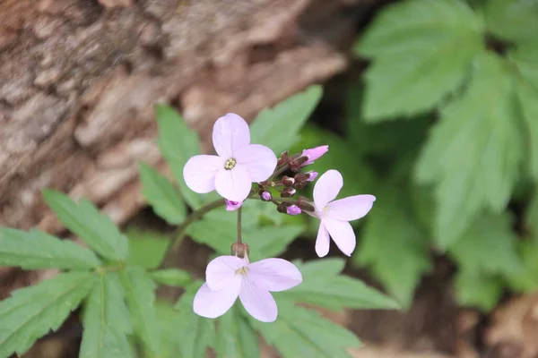 Fleurs Fraîches Merveilleuses Dans Rue — Photo