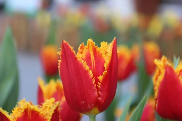 Schöne Frische Orange Tulpenblüten — Stockfoto