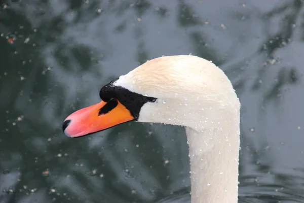 Wildlife Animals Armenia — Stock Photo, Image