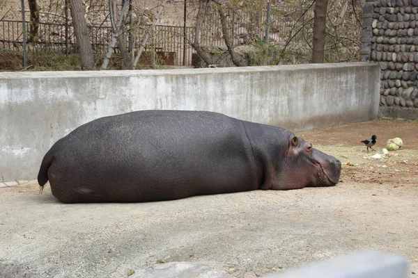 Wilde Dieren Armenië — Stockfoto