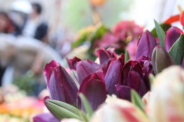 Прекрасные цветы на улице