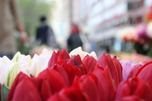 Frische Wunderbare Blumen Auf Der Straße — Stockfoto