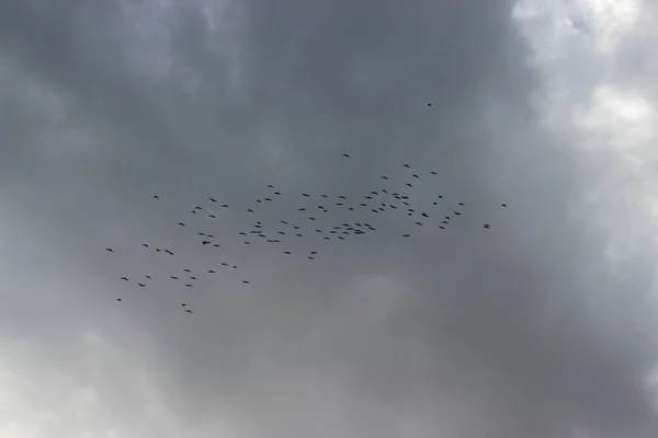 Group of black birds on sky