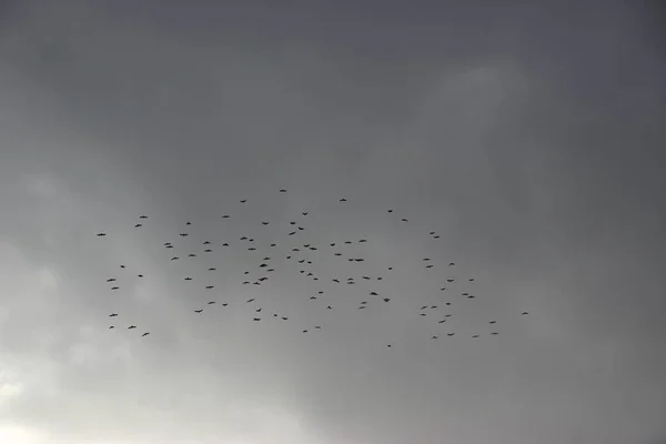 Group of black birds on sky