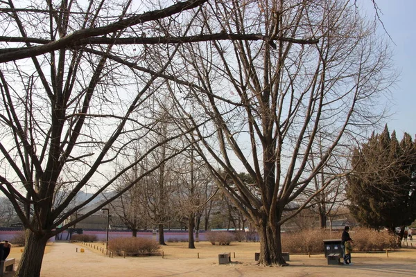 韩国公园里的冬树 — 图库照片