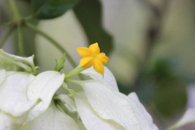 harika taze çiçekler Malezya bahçesinde
