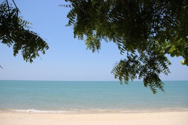 Palmiye ağaçları ve deniz Penang 'ı olan plaj