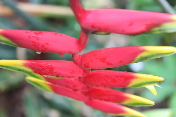 Merveilleuses Fleurs Fraîches Dans Jardin Malaisie — Photo