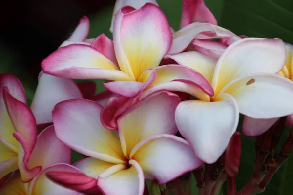 Maravilhosas Flores Frescas Jardim Malásia — Fotografia de Stock