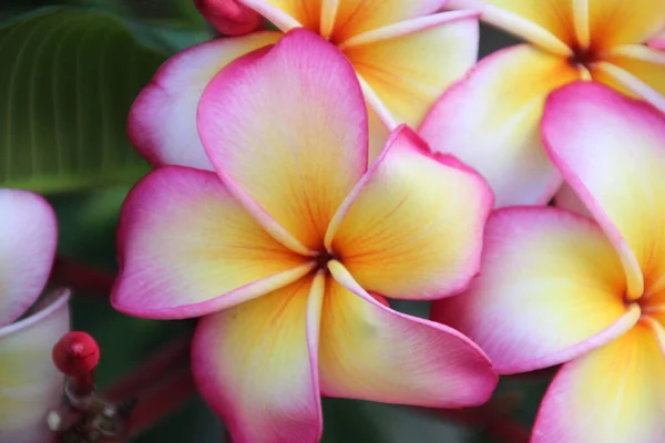 Maravillosas Flores Frescas Jardín Malasia Imagen de stock