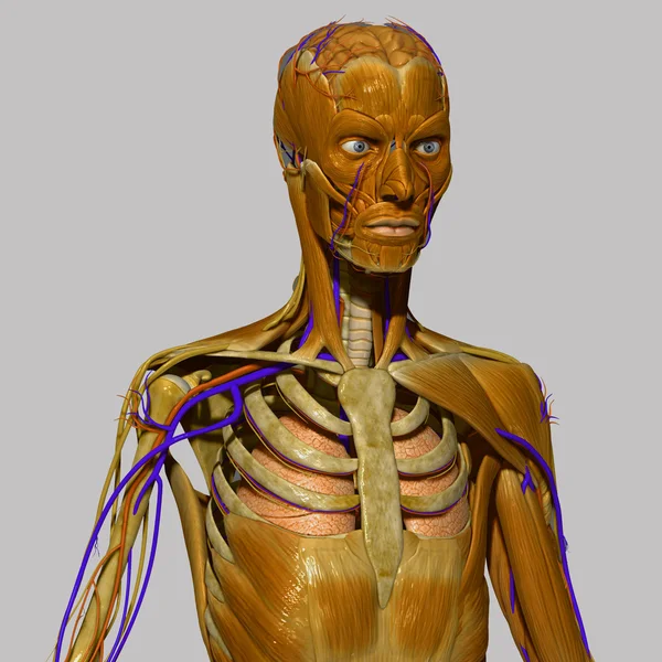 Menschliche Anatomie mit Muskeln — Stockfoto