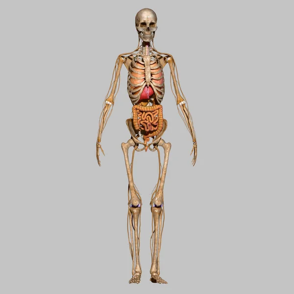 Skeleton with organs — Stock Photo, Image