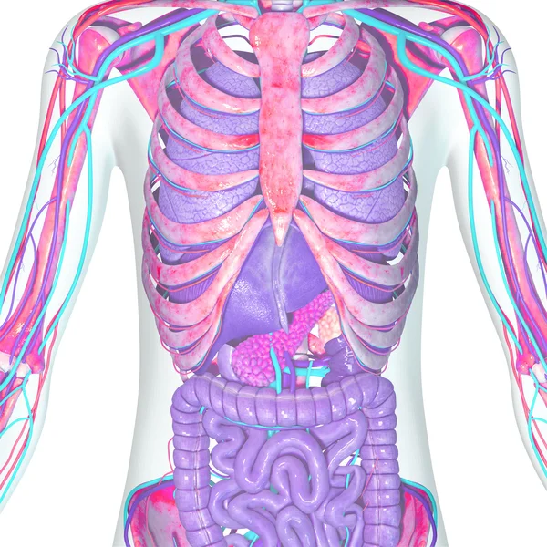 Skeleton and digestive system — Stock Photo, Image