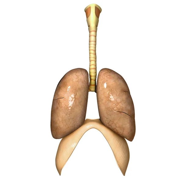 Pulmones humanos — Foto de Stock