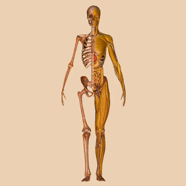 Muskeln der menschlichen Anatomie — Stockfoto