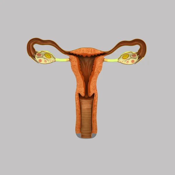 Sistema reproductor femenino — Foto de Stock