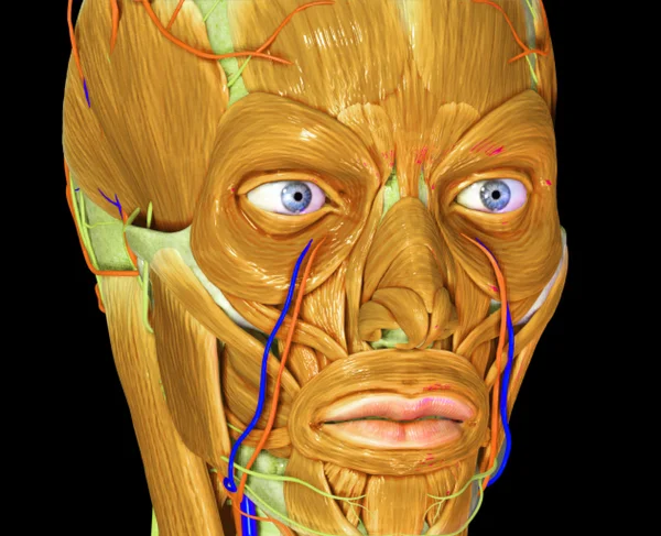 Músculos faciales — Foto de Stock