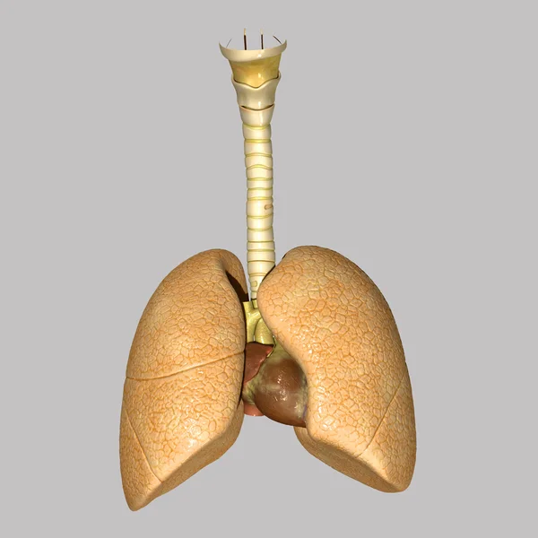 Human lung — Stock Photo, Image