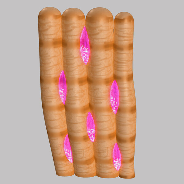 Сердечная мышца
