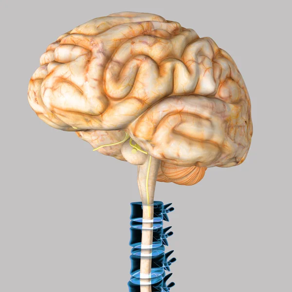 Ανθρώπινος εγκέφαλος — Φωτογραφία Αρχείου