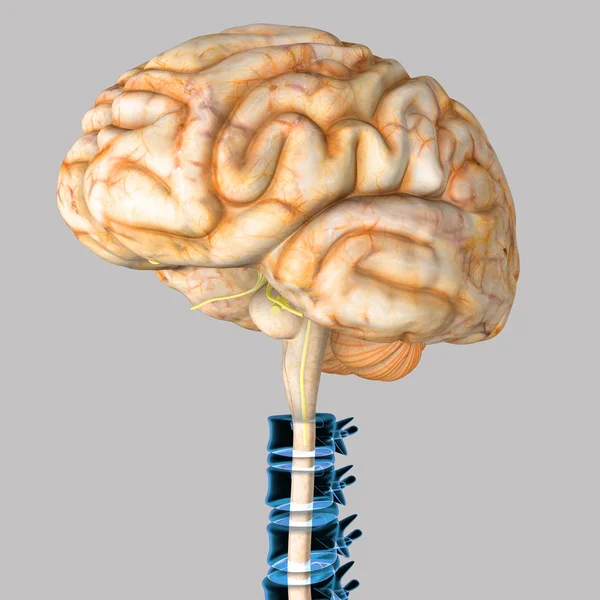 Cerebro humano —  Fotos de Stock