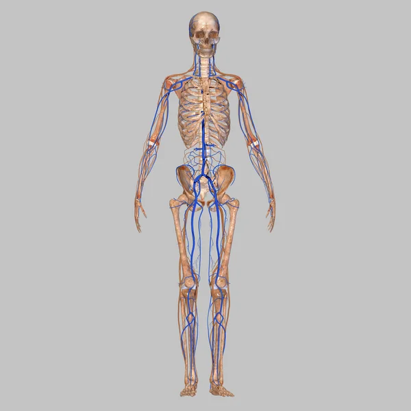 Скелет с венами Лицензионные Стоковые Изображения