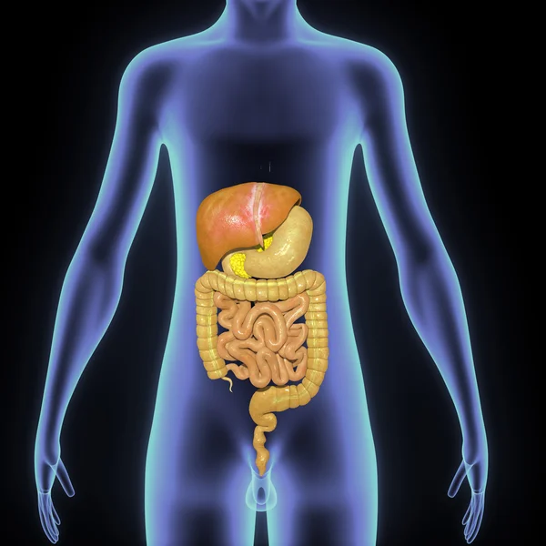 Sistema digestivo — Foto de Stock