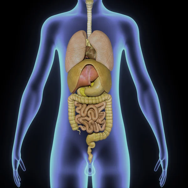 Digestive system lungs — Stock Photo, Image