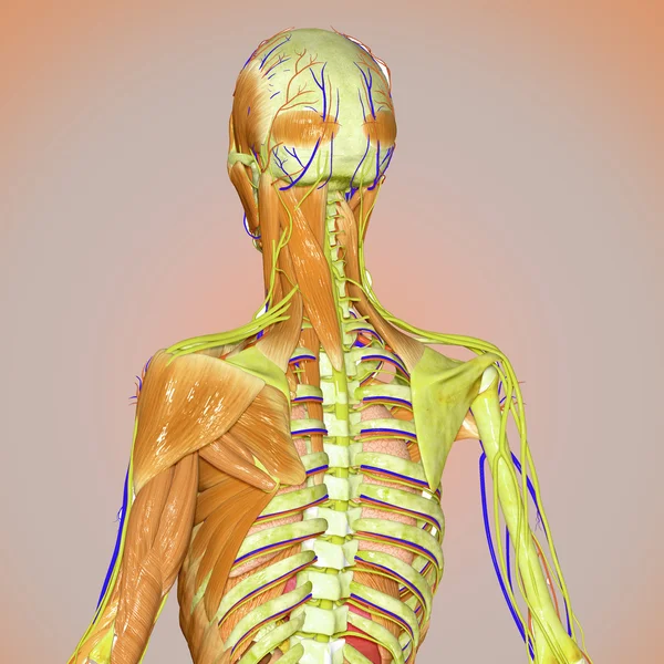 Muscles and skeleton — Stock Photo, Image