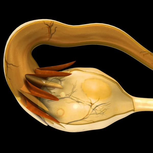 雌の卵巣 — ストック写真