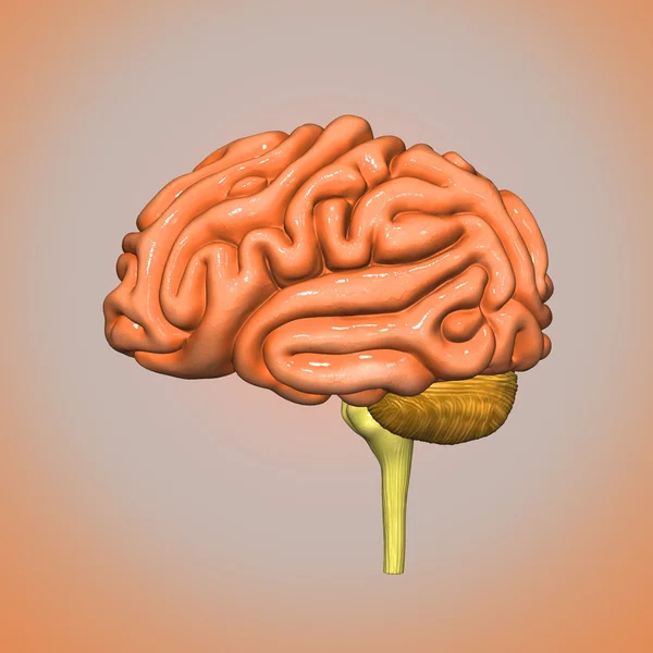 Brain — Stock Photo, Image