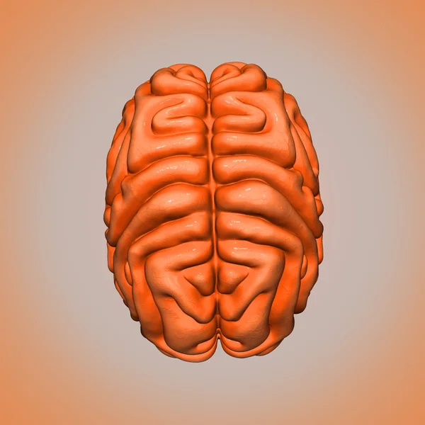 Parte superior del cerebro — Foto de Stock