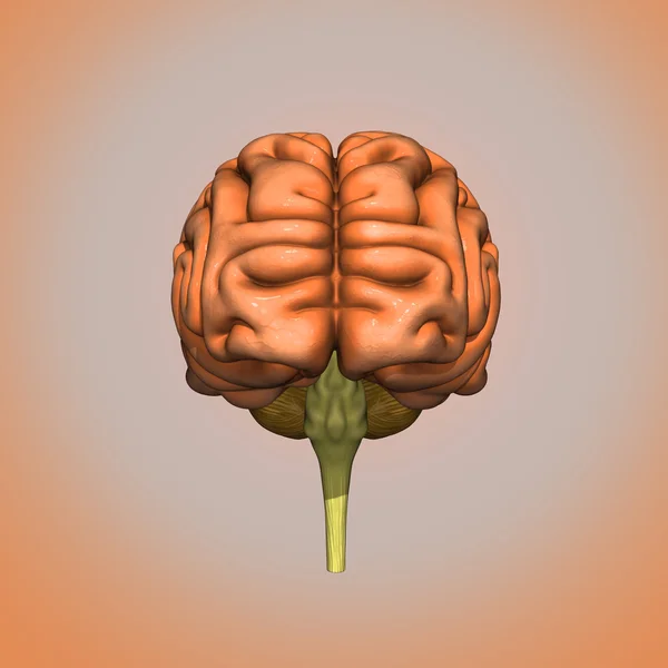 Brain — Stock Photo, Image