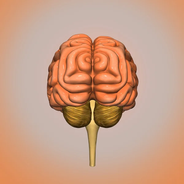 後ろ側の脳 — ストック写真