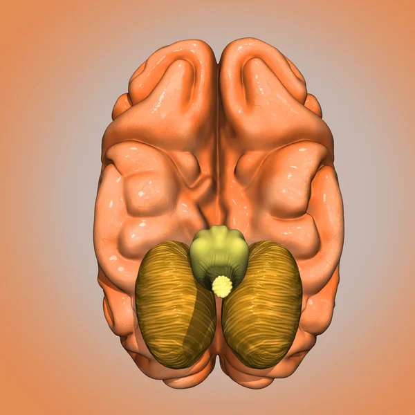 Beyin alt yüzünde — Stok fotoğraf