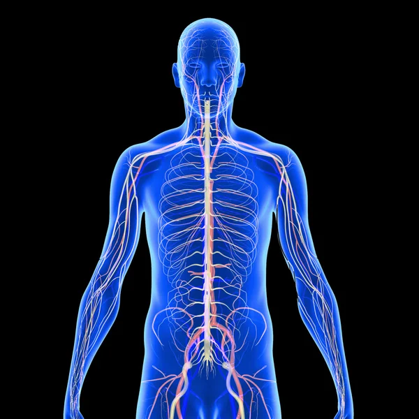 Nervous System — Stock Photo, Image