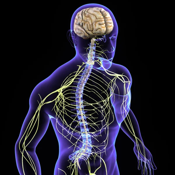 Sistema Nervoso Imagem De Stock
