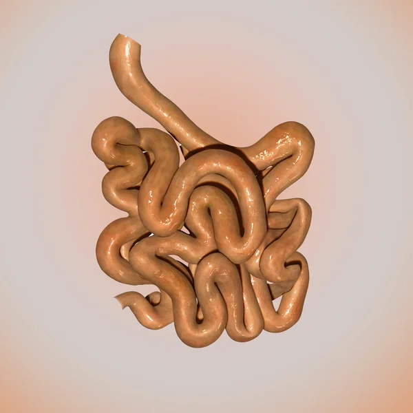 Small intestine — Stock Photo, Image